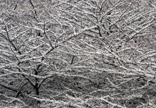 Snow trees 1000809 BLOG
