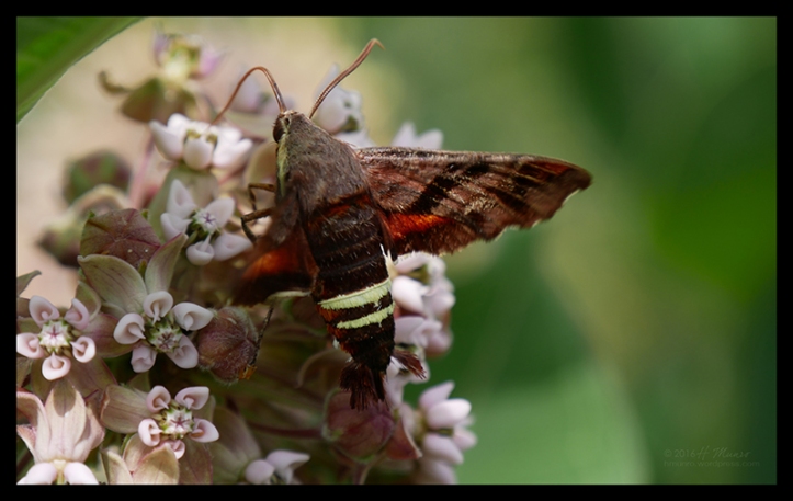 Hummingbird moth 1000236 BLOG