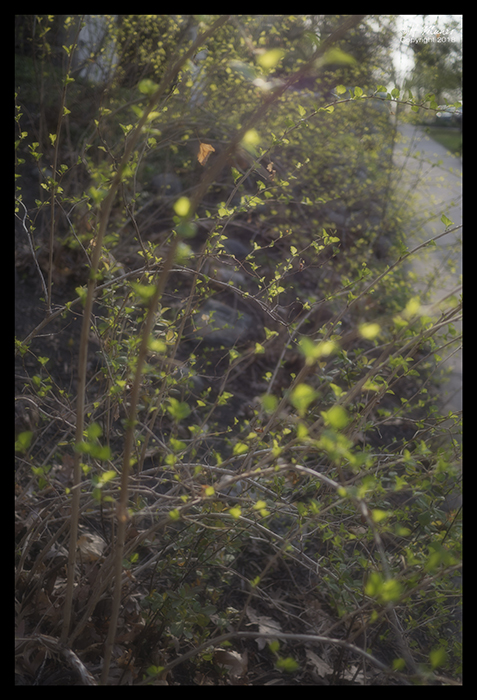Sunlit shrub diffused 1860803 BLOG