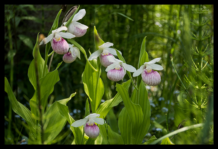 Lady slippers 1320183 BLOG